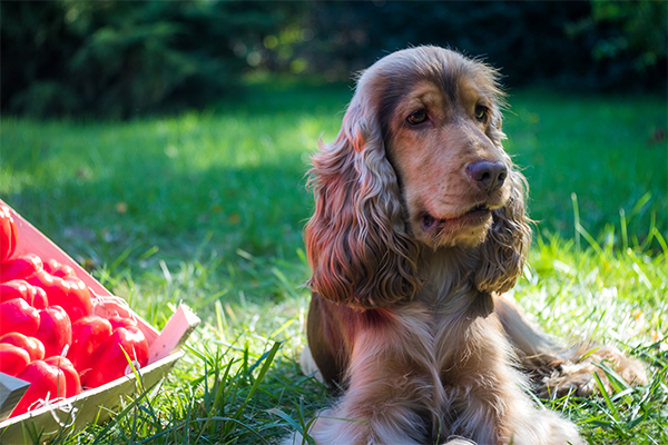 Biofűszer Kft. csapata