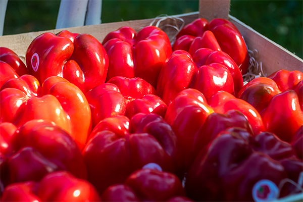 Biofűszer Kft. csapata